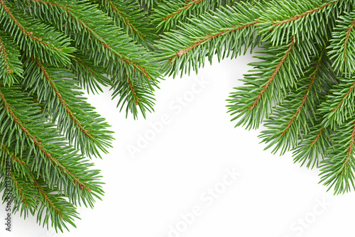background of spruce branches on a white isolated background