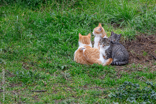 Canvas Print Group of stray cats in the meadow.