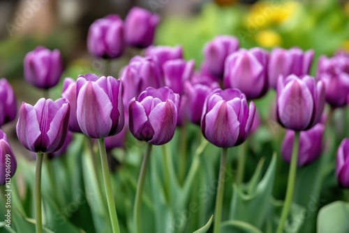Captivating beauty of purple tulips emerging in nature.