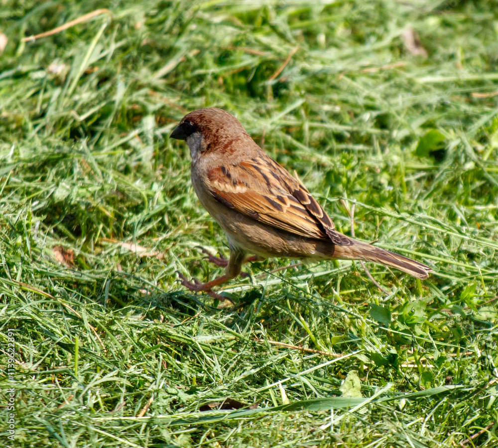 A small brown bird is walking through a field of grass A small brown bird is walking through a field of grass