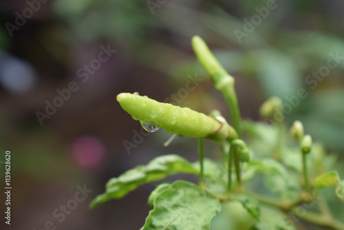 Close-Up of Green Chili Pepper with Dewdrops in a Natural Garden Setting