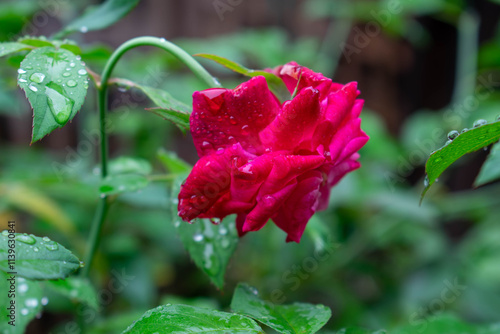 A fresh red rose with dew droplets glistens on a green leafy background