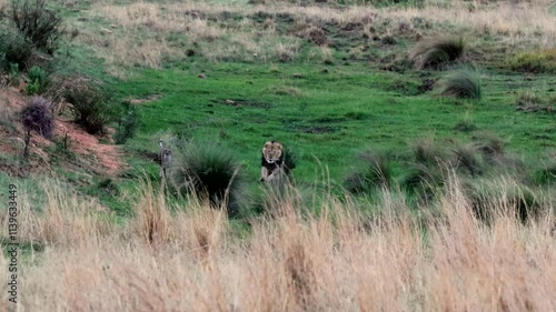 Intimidating male lion runs toward and chasing two cheetahs off their kill