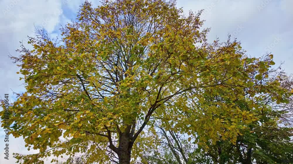 A golden tree top in autumn season at public parkside, France. A golden tree top in autumn season at public parkside, France.