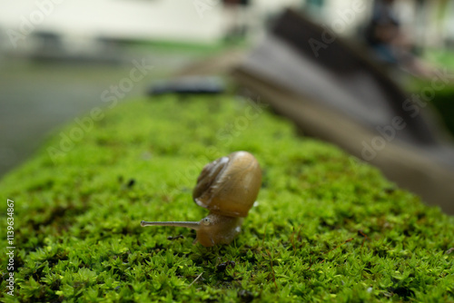 snail on a green leaf photo