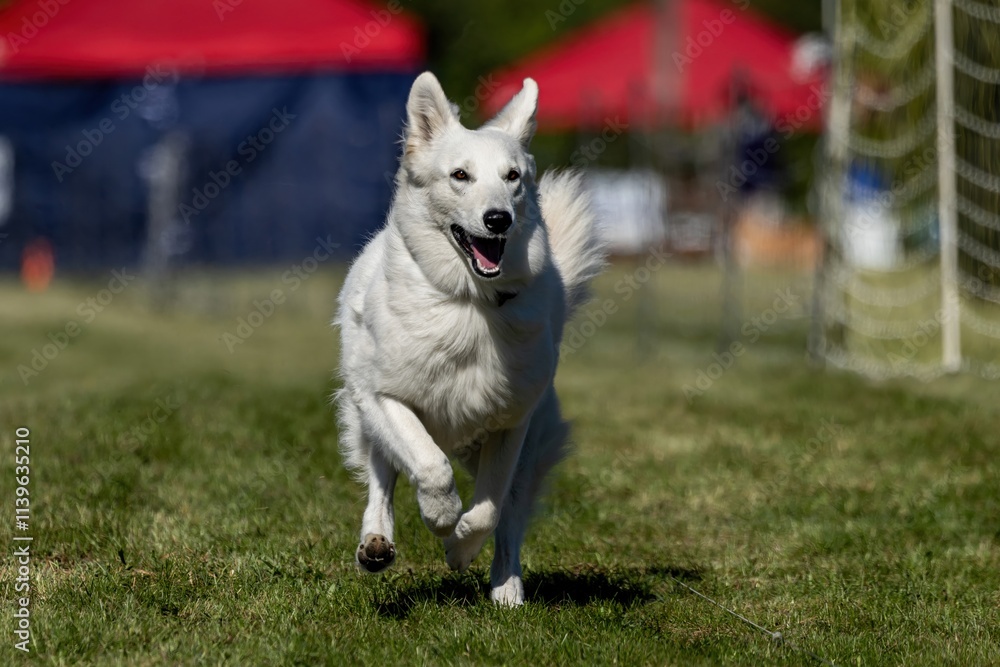 White Shepherd Mixed Breed Dog Running Lure Course Sprint Dog Sport White Shepherd Mixed Breed Dog Running Lure Course Sprint Dog Sport