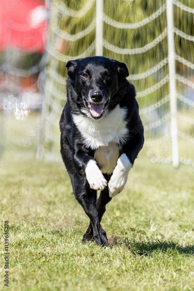 Black and White Mixed Breed Mutt Running Lure Course Sprint Dog Sport Black and White Mixed Breed Mutt Running Lure Course Sprint Dog Sport