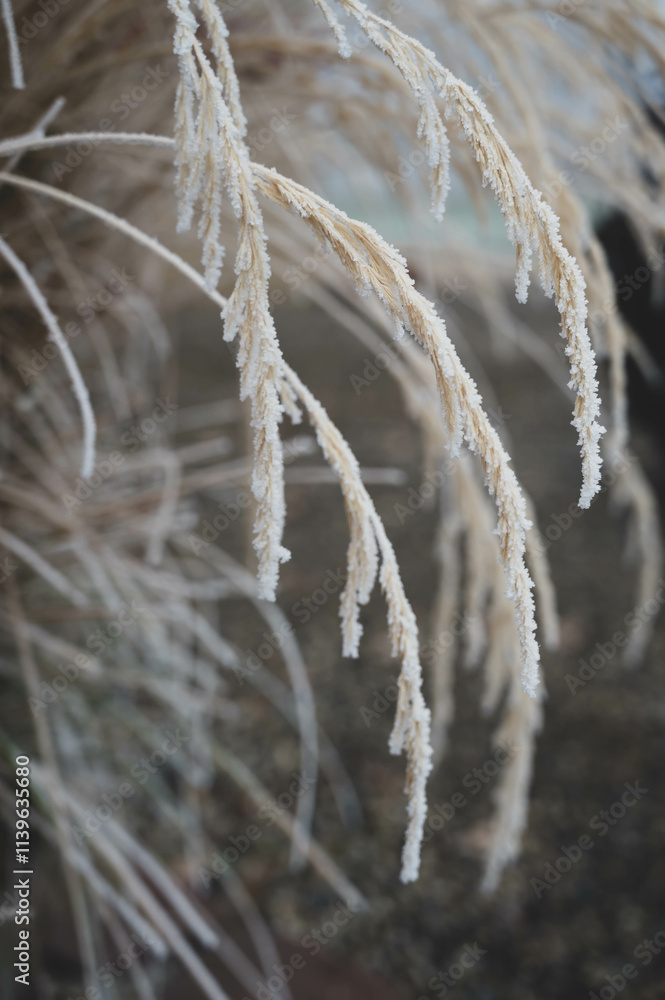 Fototapeta premium Wispy plant covered in winter frost