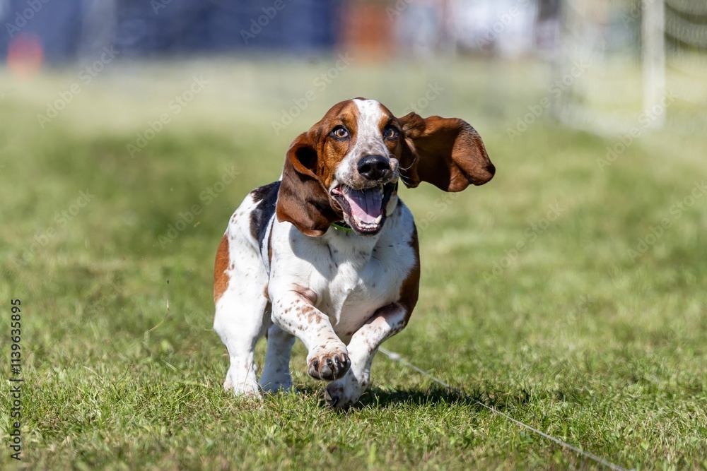 Purebred Basset Hound Running Lure Course Sprint Dog Sport Purebred Basset Hound Running Lure Course Sprint Dog Sport