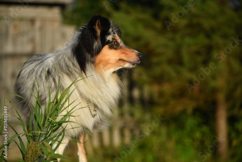 A sheltie dog with a collar is sitting in the grass photo