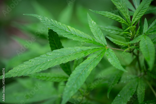 Green marijuana (cannabis) plant leaf detail grown in outdoors garden