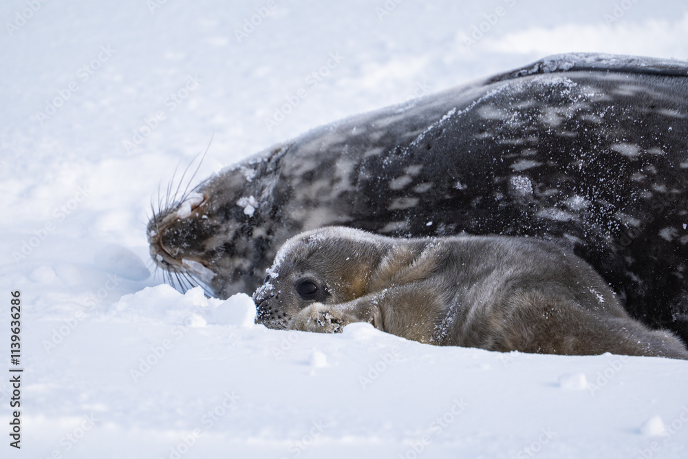 Obraz premium Weddell Seal pup, newborn Weddell seal, Antarctica (Leptonychote