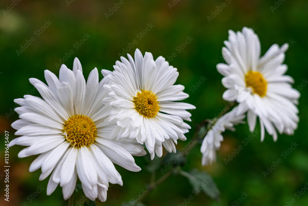 Three white daisies blooming in a garden during sunny spring afternoon Three white daisies blooming in a garden during sunny spring afternoon