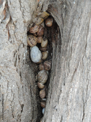 Schnecken suchen in der Rinde eines Baumes Schutz vor der Hitze des Tages photo