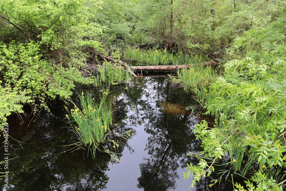 Landscape in Divjaka-Karavasta National Park, Albania  