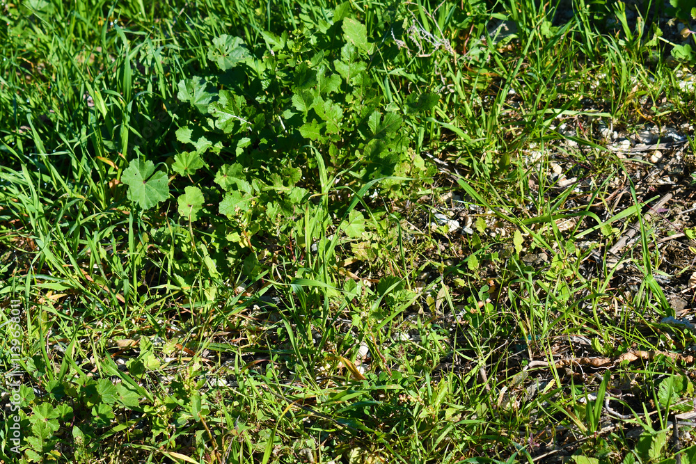 Grass and weeds growing on the ground. Grunge and rough surface. Nature survivor, Never give up and hope concept. Grass and weeds growing on the ground. Grunge and rough surface. Nature survivor, Never give up and hope concept.