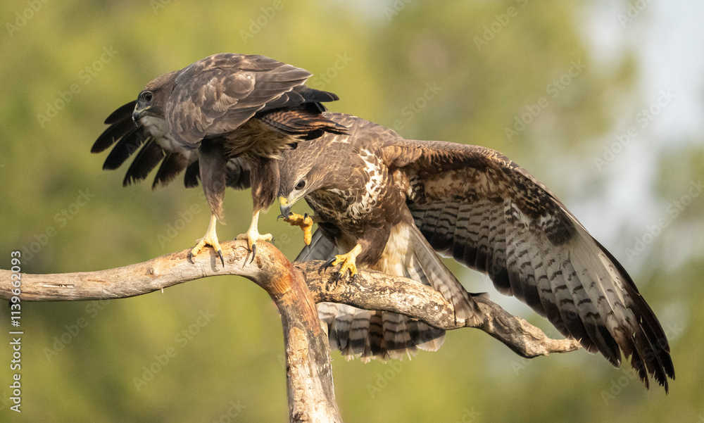 Fototapeta premium Pair of Common Buzzards (Buteo buteo) photographed in Spain