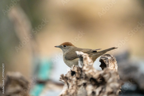 Blackcap (Sylvia atricapilla) photographed in Spain