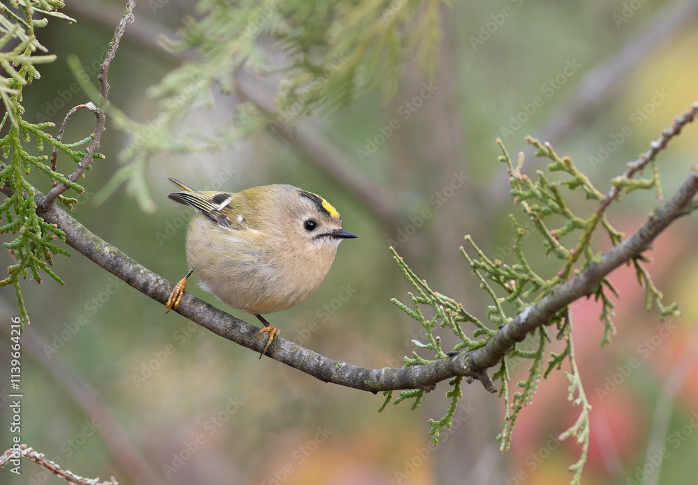 Fototapeta premium Goldcrest, Regulus regulus. A beautiful little bird sits on the branch of a thuja tree