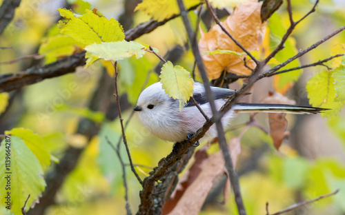 Long-tailed tit, Aegithalos caudatus. A bird sits on a branch amongst beautiful yellow leaves photo