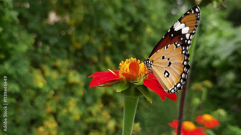 Beautiful monarch butterfly on red flower, majestic butterfly in slow motion. Beautiful monarch butterfly on red flower, majestic butterfly in slow motion.