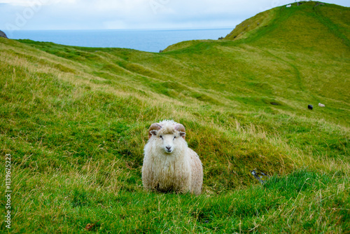 Faroese Ram - Faroe Islands photo