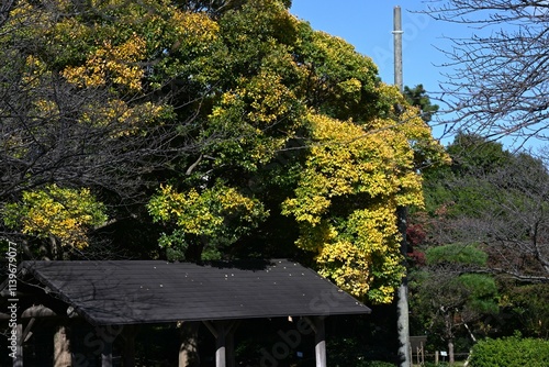 Chinese hackberry tree ( Celtis sinensis ) yellow leaves. Cannabaceae deciduous tree. Used as a park or roadside tree, the fruit is edible. photo