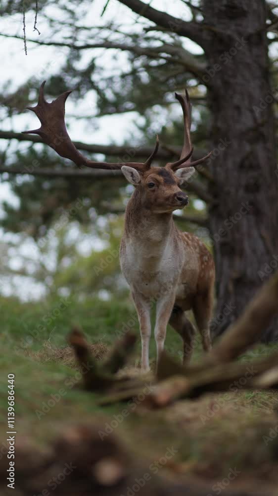 Fallow deer with antlers standing alone watching the surroundings in the forest, vertical Fallow deer with antlers standing alone watching the surroundings in the forest, vertical