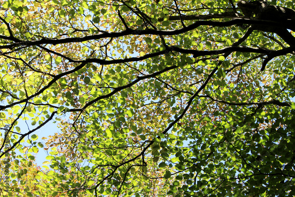 Beautiful green and yellow leaves in autumn. Trees with bright foliage in fall forest bottom view. Natural forest background. Beautiful green and yellow leaves in autumn. Trees with bright foliage in fall forest bottom view. Natural forest background.