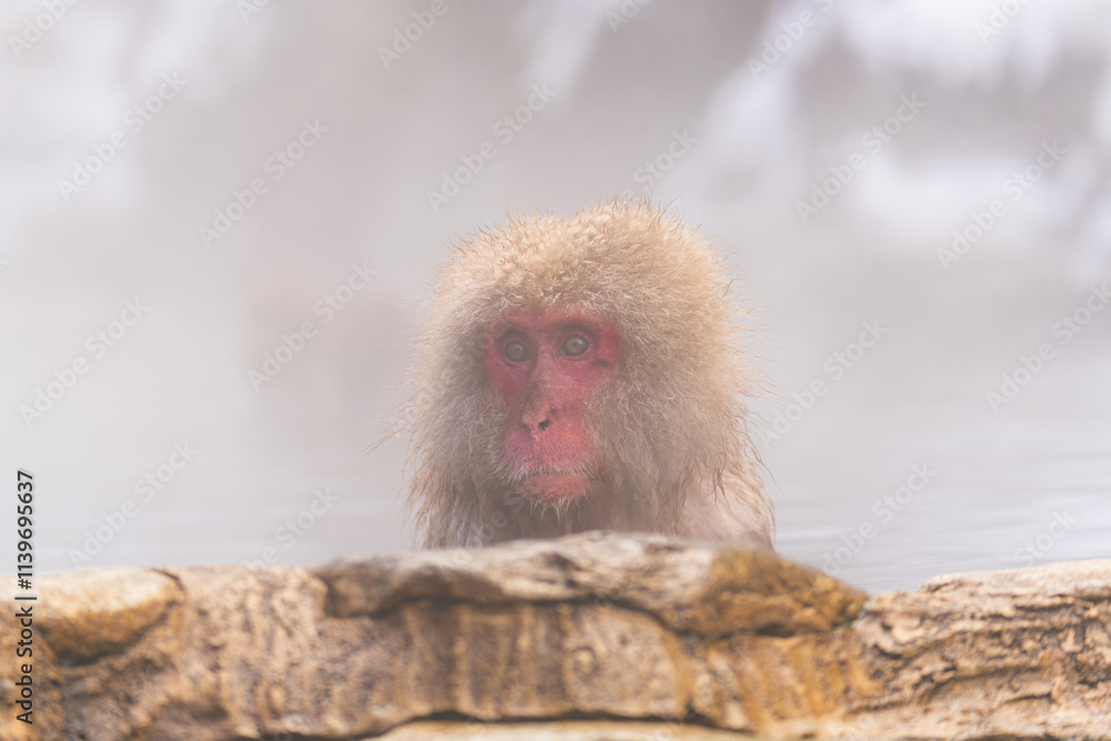 Naklejka premium 温泉に浸かるニホンザル【長野県・地獄谷野猿公苑】
