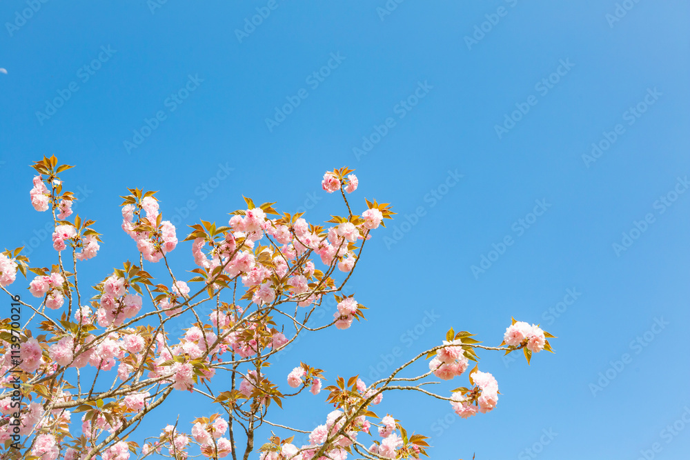 青空に八重桜