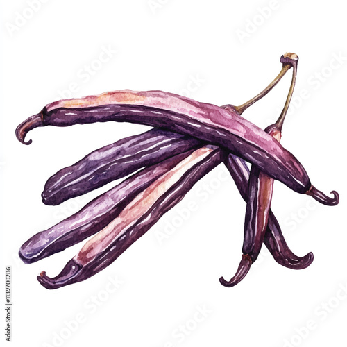 Vanilla bean fruit watercolor clipart illustration