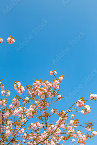 Obraz na płótnie 青空に八重桜
w salonie