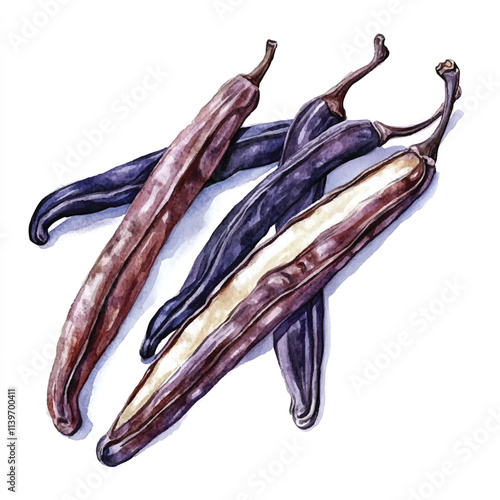 Vanilla bean fruit watercolor clipart illustration