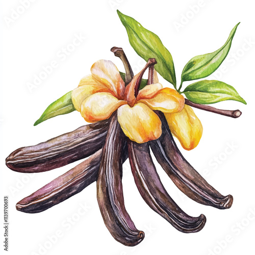 Vanilla bean fruit watercolor clipart illustration