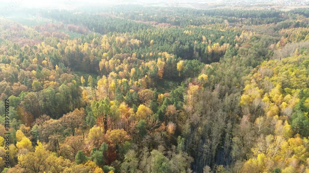 Dense forest in autumn season from above Dense forest in autumn season from above