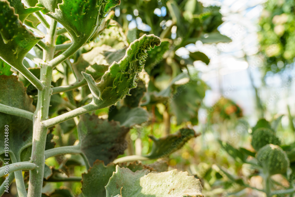 Close-up photo of green Elephant's ear kalanchoe leaves