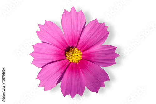 Cosmos flower blooming with shadow isolated on transparent background png file