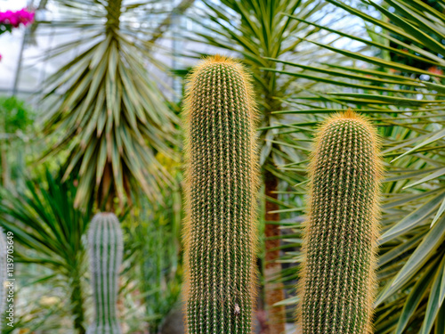 Garden with golden thorn cactus (Neubuxbaumia polylopha) photo