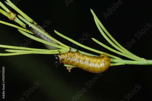 Spargelhähnchen, Crioceris asparagi L. photo