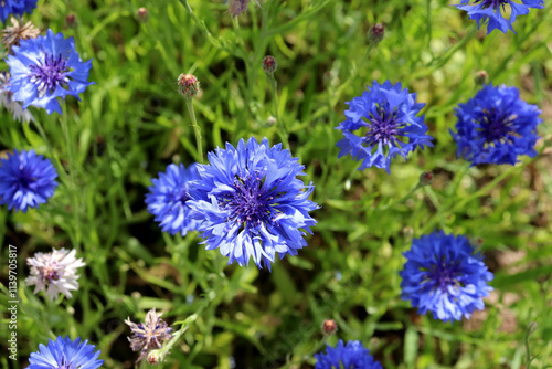 Blue cornflowers with one large one in the center in a meadow on a sunny day against the background of grass - horizontal color photo