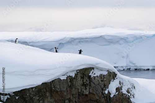 Gentoo penguins in Antarctica. Wild nature. Group of gentoo peng