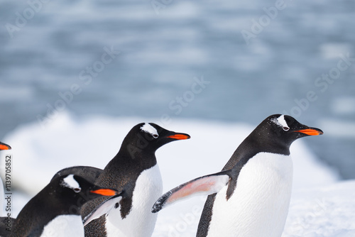 Gentoo penguins in Antarctica. Wild nature. Group of gentoo peng photo