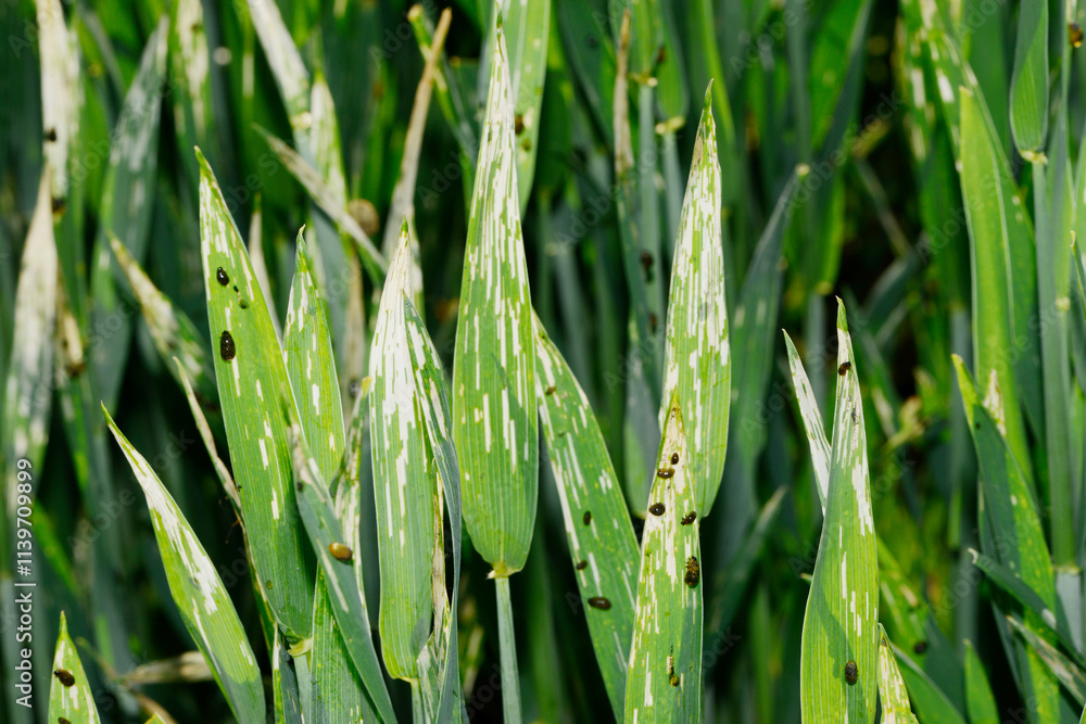 Getreidehähnchen, Rothalsiges, Oulema melanopus Getreidehähnchen, Rothalsiges, Oulema melanopus