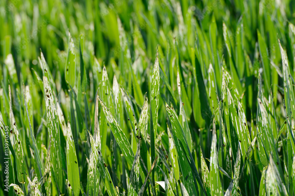 Getreidehähnchen, Rothalsiges, Oulema melanopus