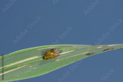 Rothalsiges Getreidehähnchen,  Oulema melanopus photo