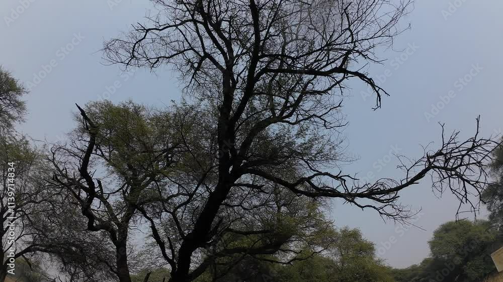 Lush canopy of trees Lush canopy of trees