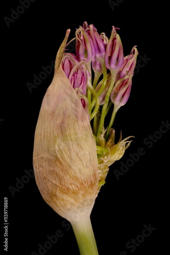 False Rosenbach Onion (Allium rosenorum). Opening Inflorescence Closeup photo