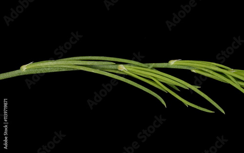 Garden Asparagus (Asparagus officinalis). Cladode Detail Closeup photo