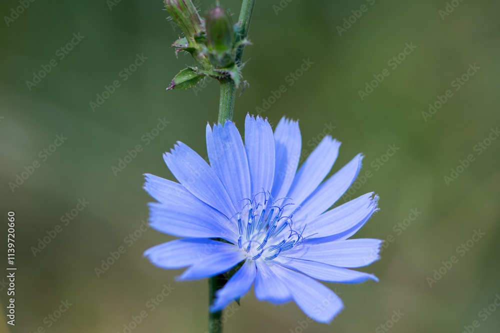 Chicory. beautiful meadow flower. Blue common chicory flower isolated on light blurred natural background. delicate blue wildflower close-up. nature macro photo. space for text Chicory. beautiful meadow flower. Blue common chicory flower isolated on light blurred natural background. delicate blue wildflower close-up. nature macro photo. space for text